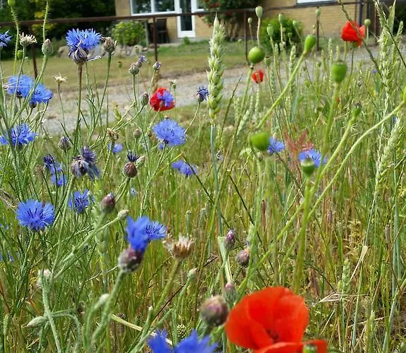 BoHer Holiday Home Roddinge foto